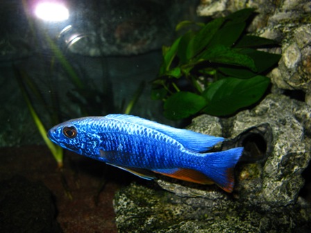 201112117590_Acquario 2 110.jpg